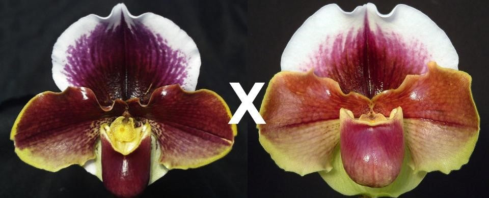 Complex paphiopedilum hybrid cultivars shown in flower side by side of Paphiopedilum Wend Valley 'Valentine' x Red Dominion 'Majesty'