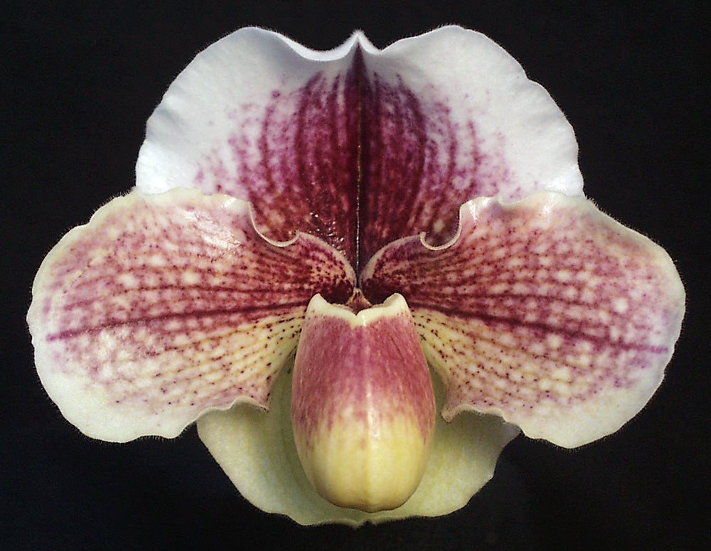 Close-up of a pink and white orchid with a dark background