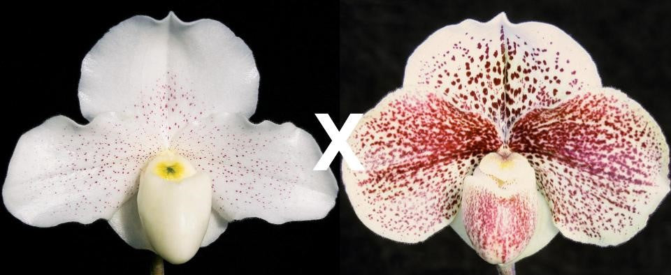 Paphiopedilum Stargate