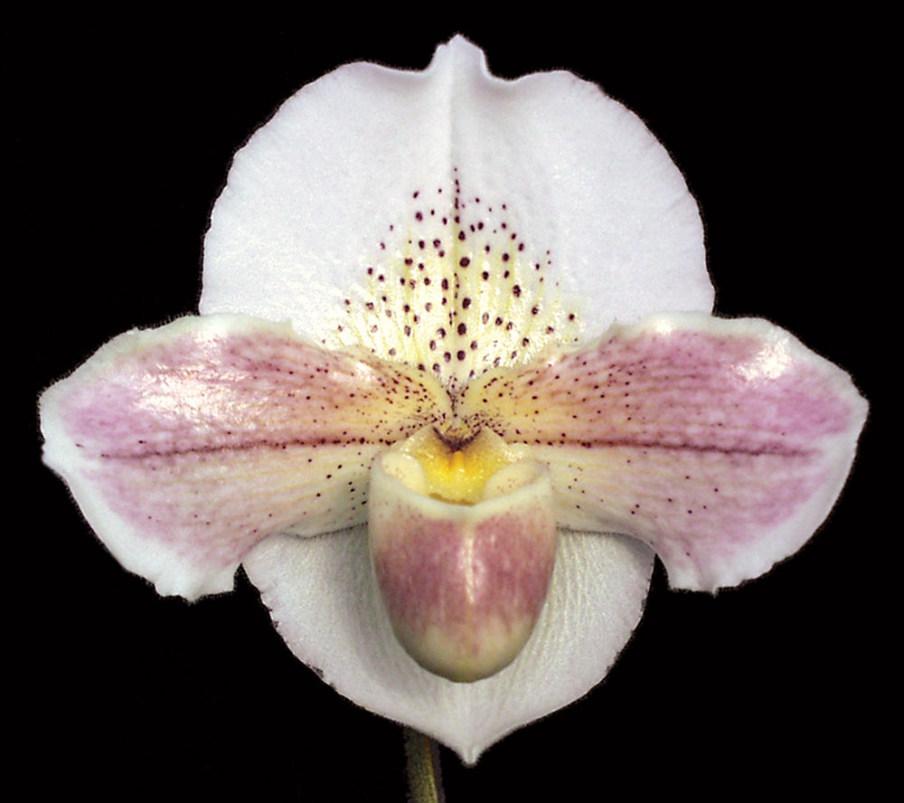 Paphiopedilum Via Ojai 'Spring White' HCC