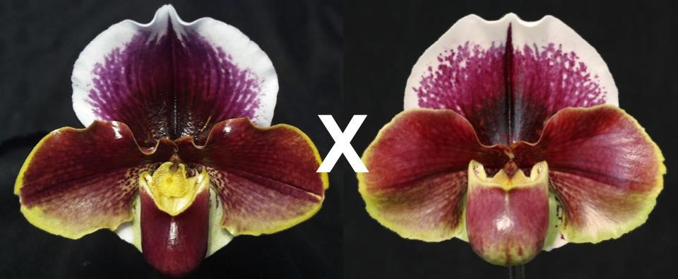 Paphiopedilum Wend Valley 'Valentine' x Seduction 'Captivation'