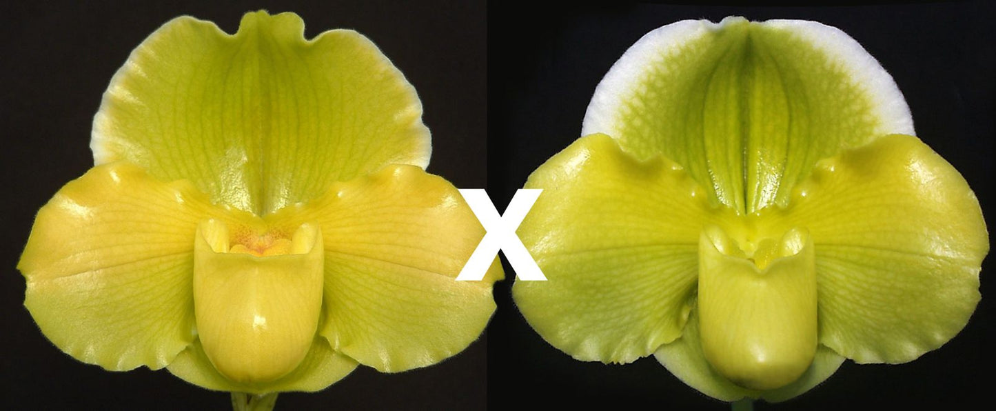 Paphiopedilum Grey River Gold 'Eastern Sun' x Pacific Shamrock 'Lucky'