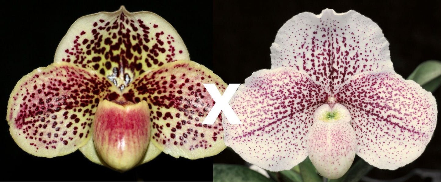 Paphiopedilum Bedazzle 'Mega' x Fantasy 'Galactic Storm'