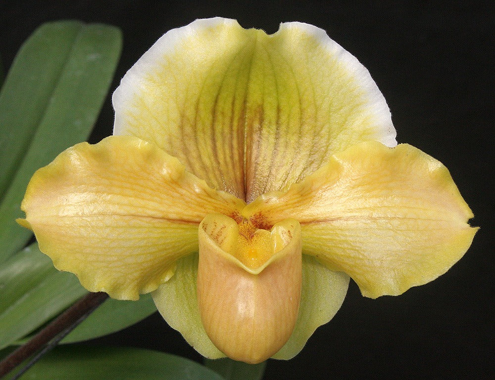 Paphiopedilum Coro Oro