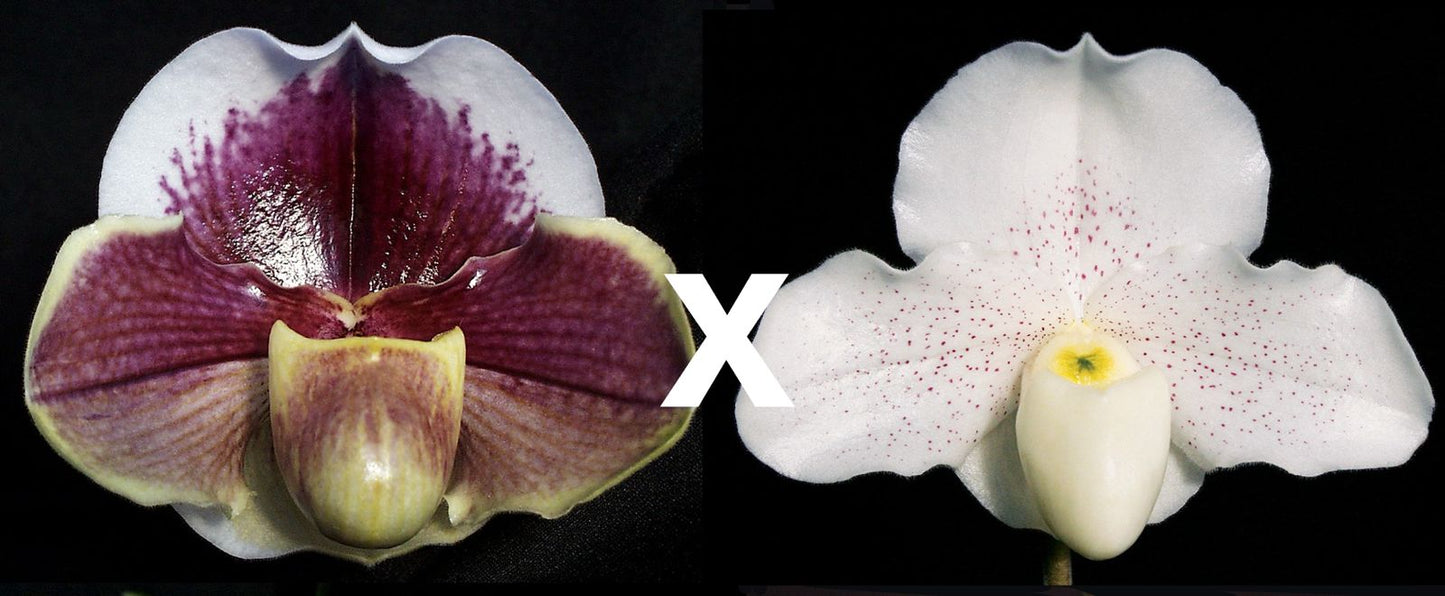 Paph. Seduction 'Charmer' x Skip Bartlett 'White Pepper'