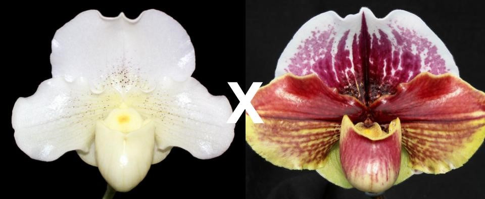 Paphiopedilum Knight's Tale