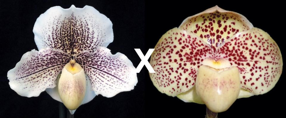 Paphiopedilum Fantasy