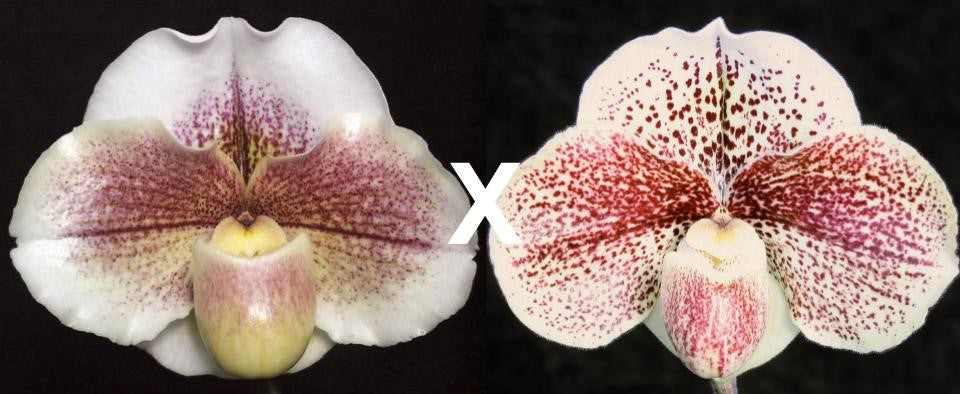 Paphiopedilum Winter Friend