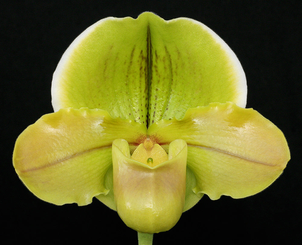 Paphiopedilum Yerba Nueva 'San Carlos' HCC/AOS x Gege Hughes 'Harvest Moon' AM/AOS