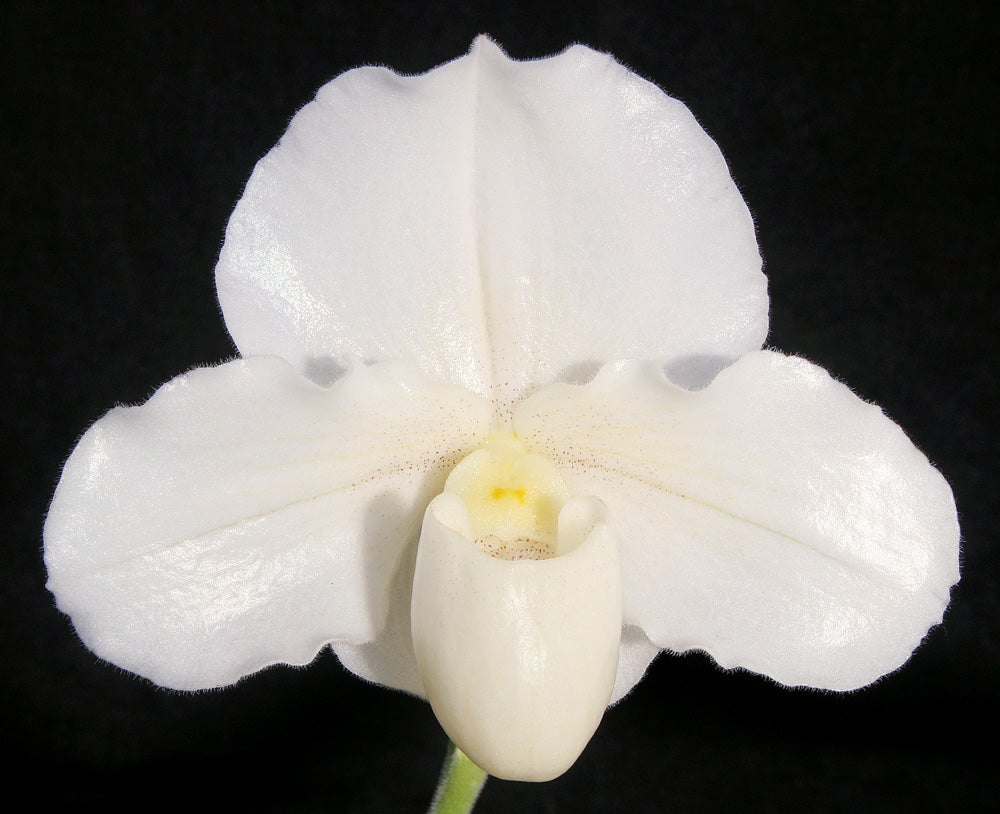 Paphiopedilum Hama Snow ‘Purity’