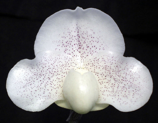 Paphiopedilum Luminary ‘Moondust’ HCC/AOS