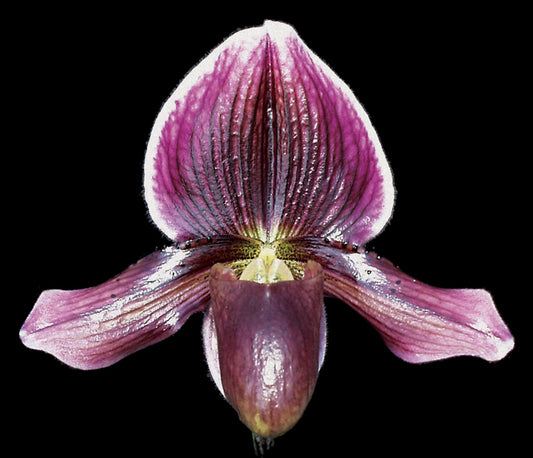 Paphiopedilum Sunset ‘Alpha’ AM/AOS