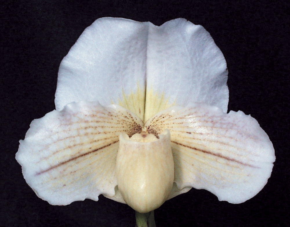 Paphiopedilum Victoria's Song 'Meadow Frost’