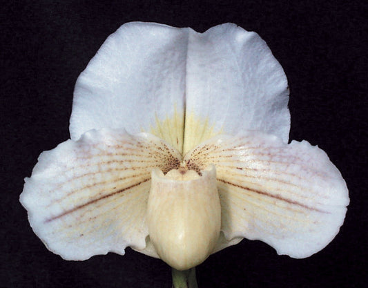 Paphiopedilum Victoria's Song 'Meadow Frost’