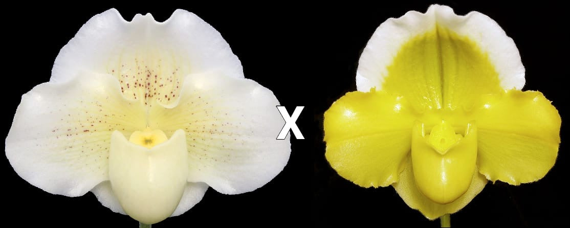 Paphiopedilum Wharton Sinkler ‘Winter Moon’ AM/AOS x Alex Szabo ‘Pure Gold’ AM/AOS