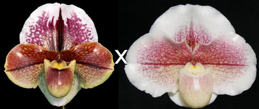 Paphiopedilum Redezelle 'Treasure' AM/AOS x Winter Star 'Perfection' AM/AOS