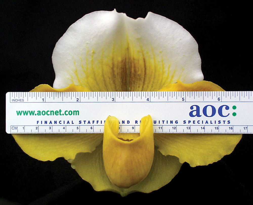 Paphiopedilum Alchemy ‘Titanic’