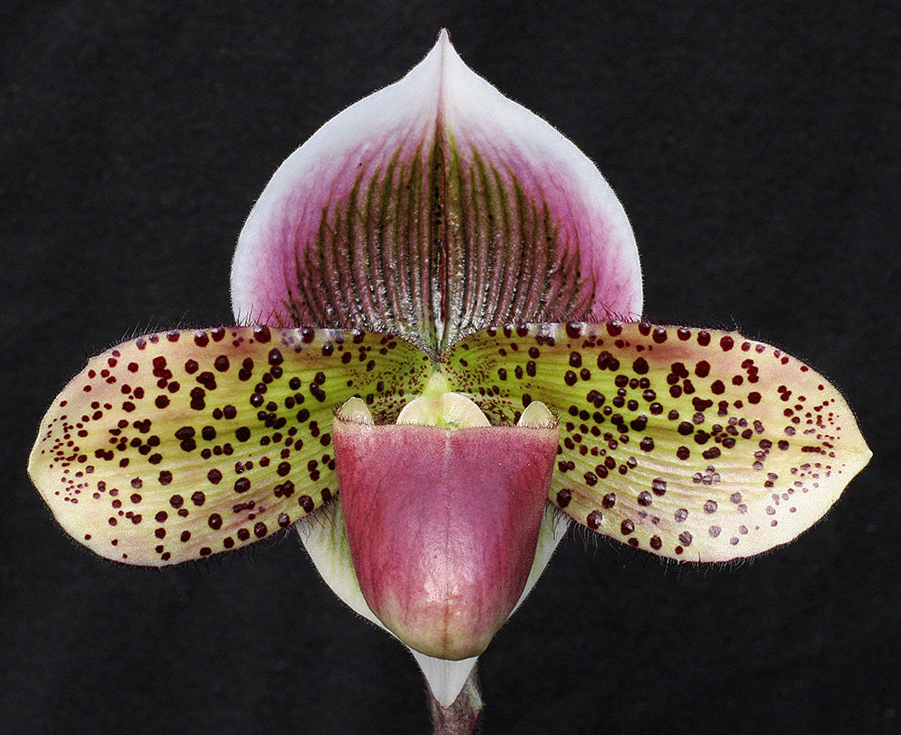 Paphiopedilum Dark Destiny ‘Oh My’ FCC/AOS