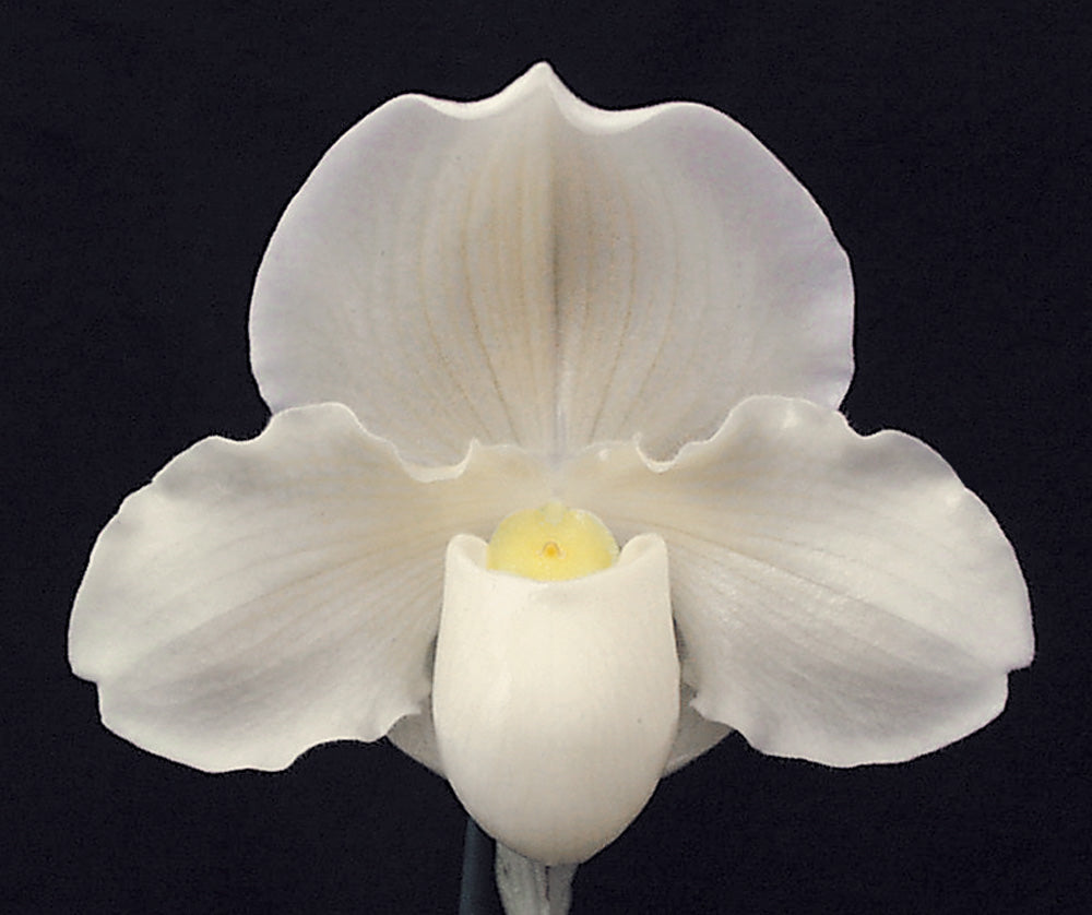 Paphiopedilum Snowblind ‘Extra Virgin’