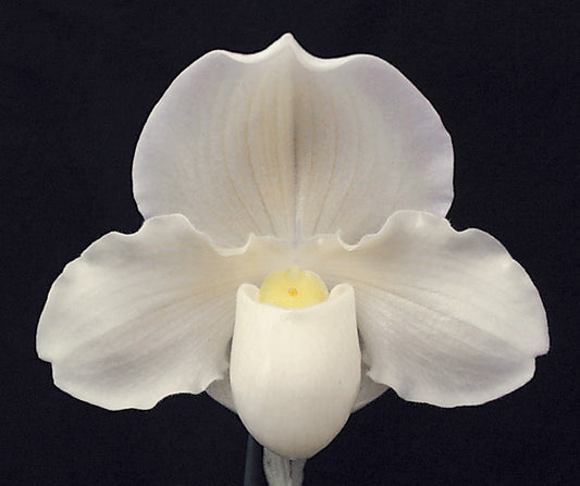 Paphiopedilum Snowblind ‘Extra Virgin’