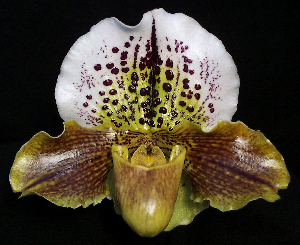 Paphiopedilum Trenchant ‘Bavaria’ BM/CSA