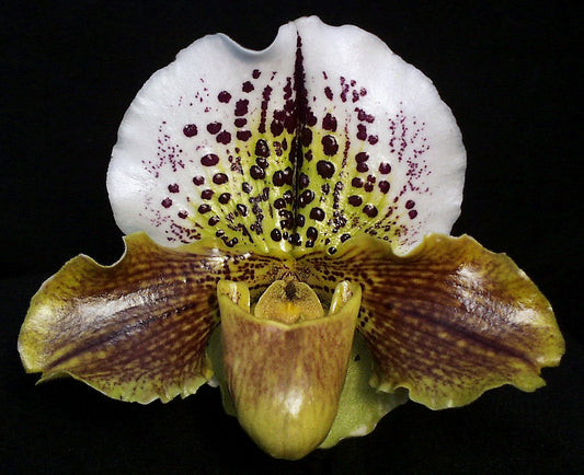 Paphiopedilum Trenchant ‘Bavaria’ BM/CSA