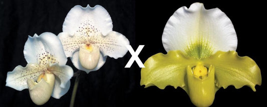 Paphiopedilum Freckles 'White Saphire'HCC x Yerba Nueva 'San Carlos'HCC