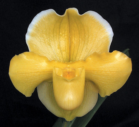 Paphiopedilum Magic Mood  ‘Royal Sunshine’ HCC/AOS