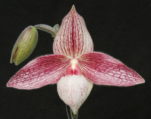 Paphiopedilum Sorcerer’s Dream ‘Raspberry Rhapsody’