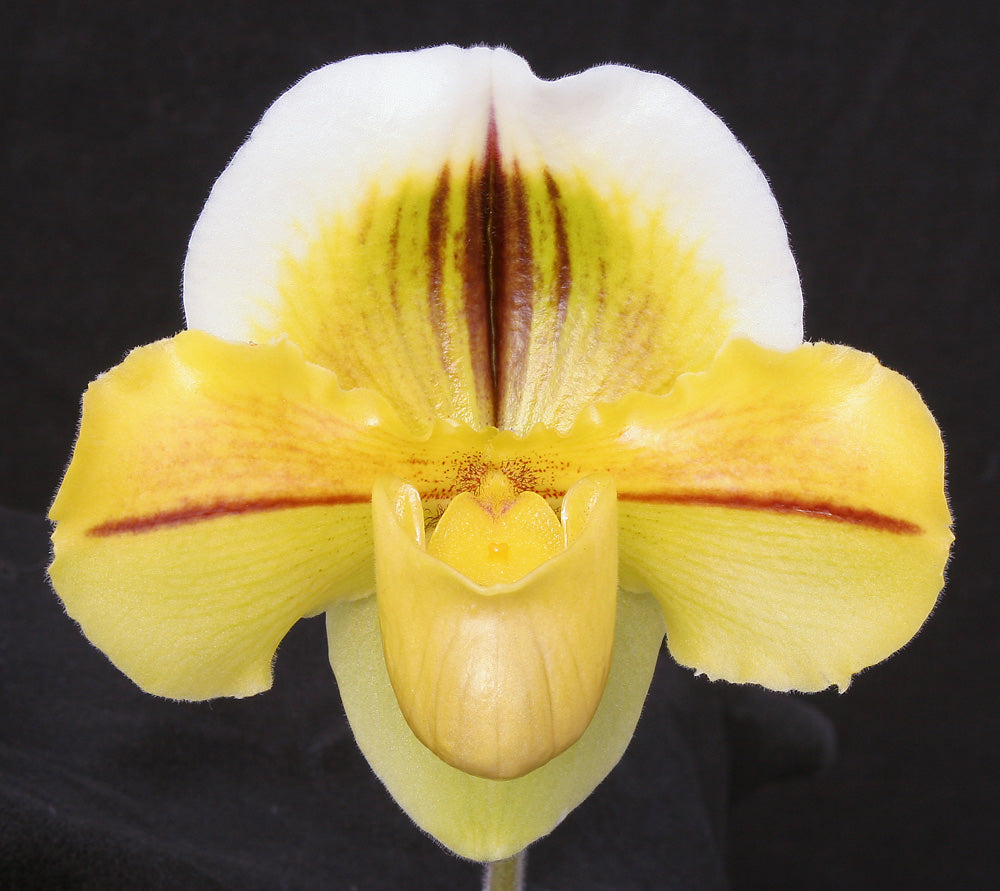 Paphiopedilum Pavaday 'Coromandel' AM/AOS, SM/CSA, HCC/NZOS