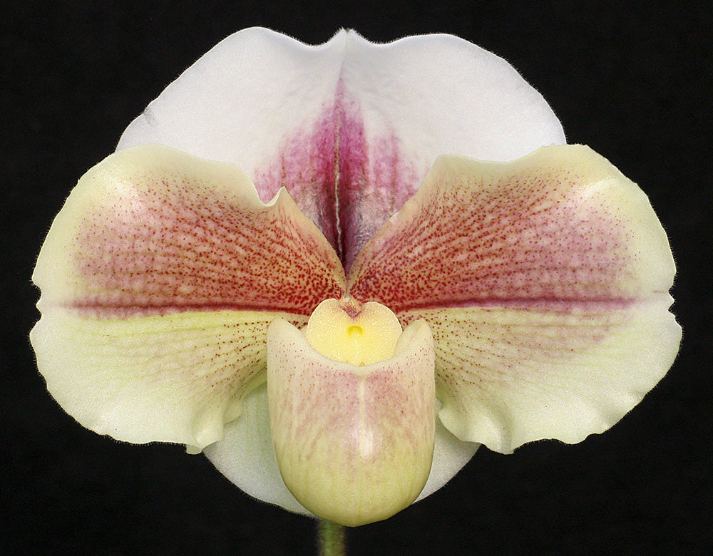 Paphiopedilum Kimura's Present 'Papa Aroha' x Winter Star 'Perfection' AM/AOS