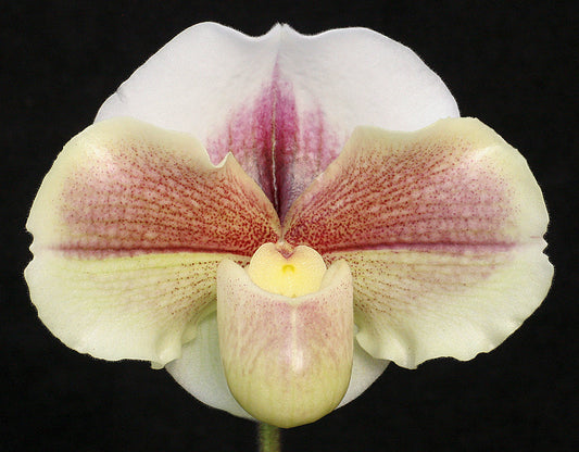 Paphiopedilum Kimura's Present 'Papa Aroha' x Winter Star 'Perfection' AM/AOS