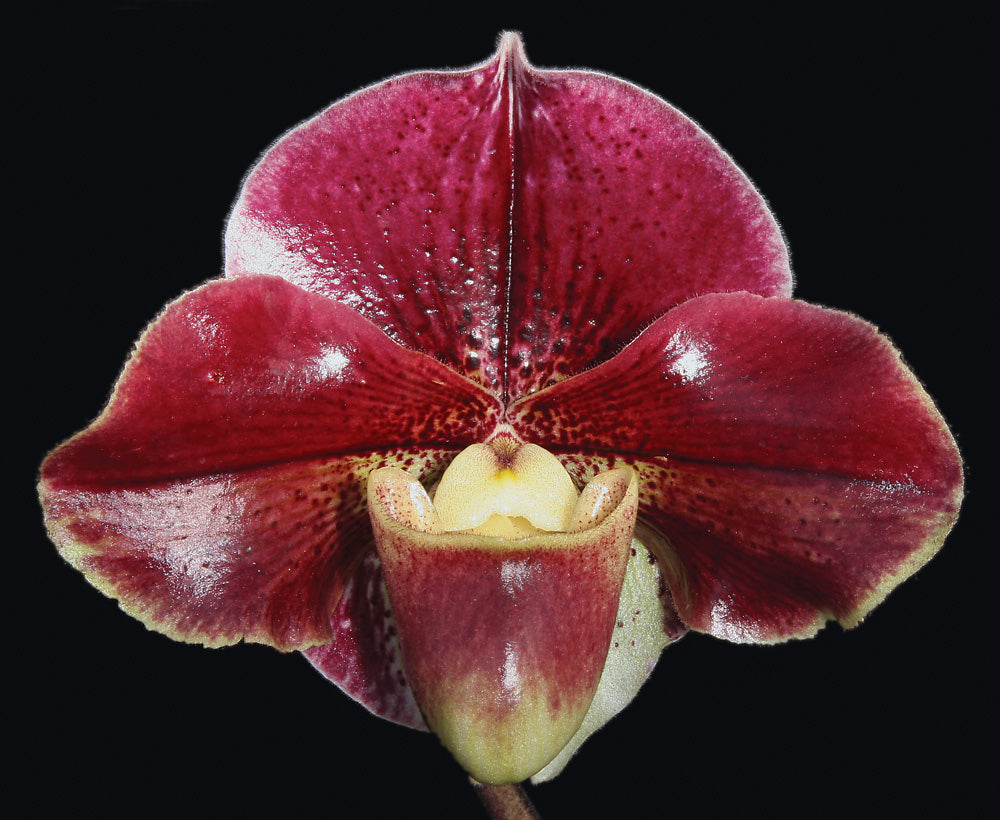 Paphiopedilum Startler 'Glace' AM x Via Luna Este
