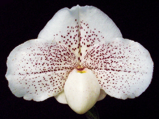 Paphiopedilum Great Expectations