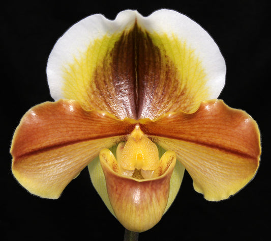 Paphiopedilum Danella ‘Chilton’ AM/AOS, AM/RHS