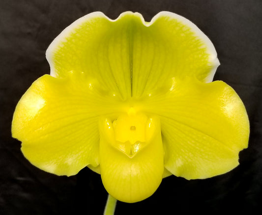 Paphiopedilum Pacific Titan ‘Golden Emperor'