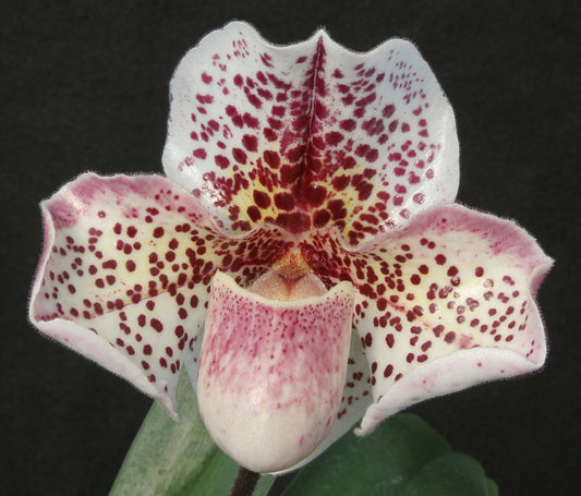 Paphiopedilum Lady Clunas ‘Whatcroft Hall’ AM/RHS