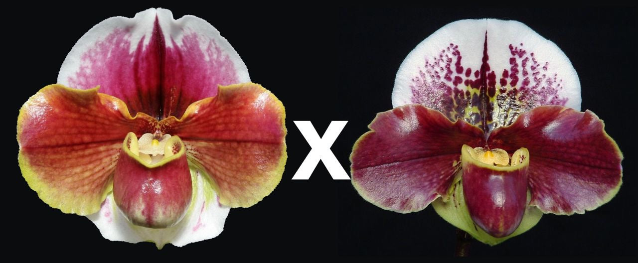 Paph Solar Burn ‘Orbit’ x Cupid’s Arrow ‘Heartbreaker’