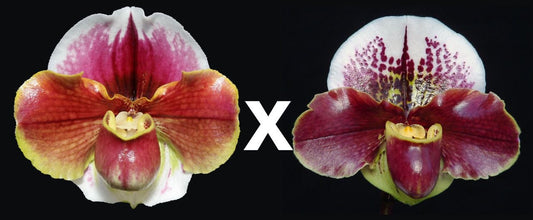 Paph Solar Burn ‘Orbit’ x Cupid’s Arrow ‘Heartbreaker’