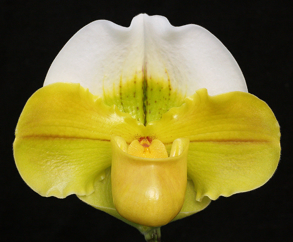 Paphiopedilum Carolina Day ‘First Love' AM/AOS