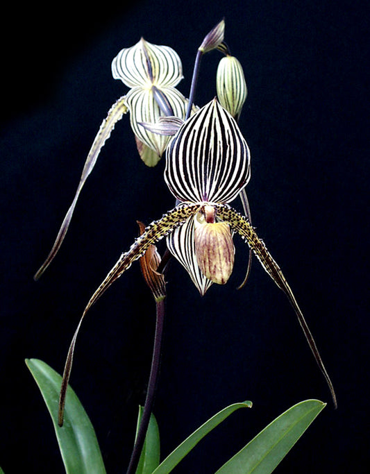 Paphiopedilum  Saint Swithin ‘Primo’