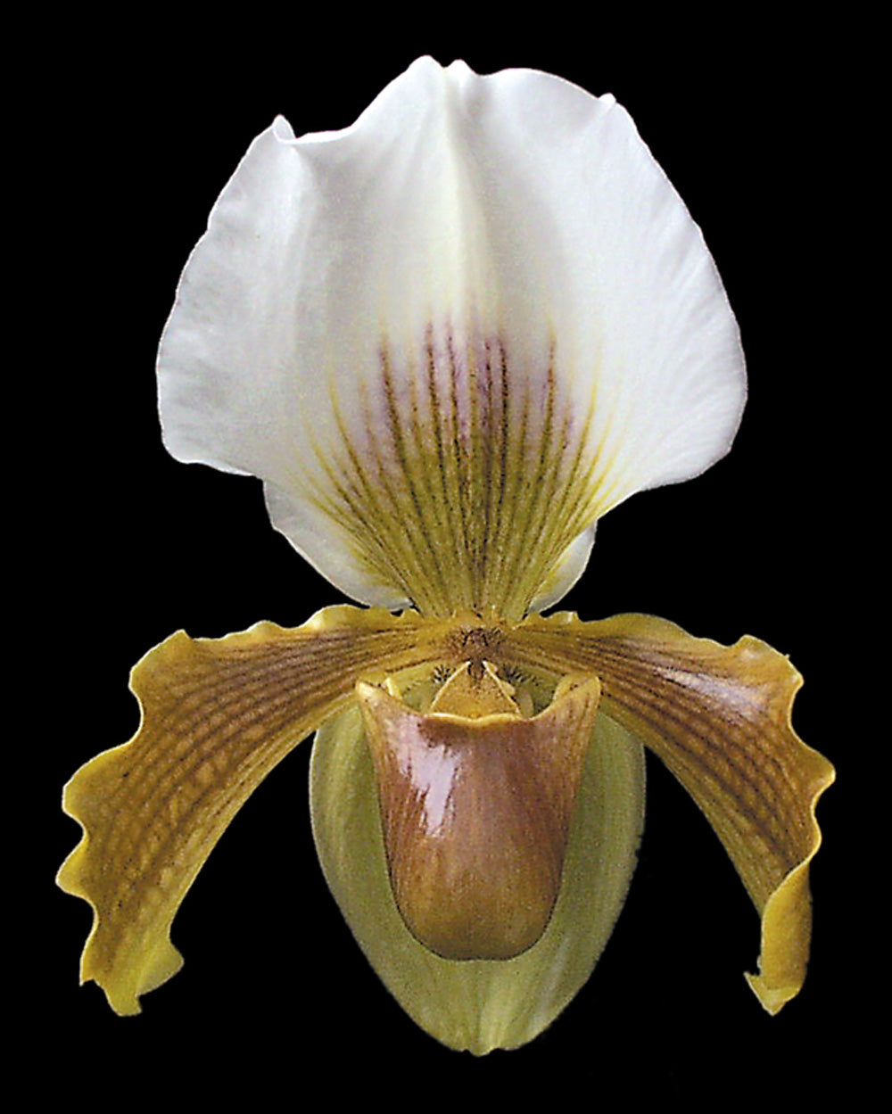 Paphiopedilum Chardmoore ‘Mrs. Cowburn’ FCC/RHS