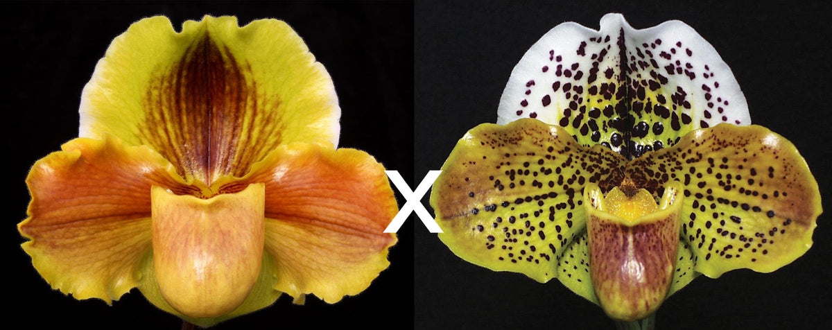 Paphiopedilum Lippewunder 'Golden Towers' x Acclamation 'Confetti' HCC