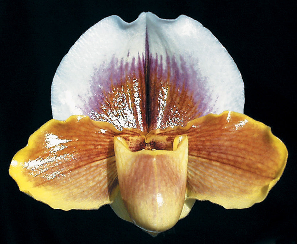 Paphiopedilum Death Valley 'Sandstone' HCC/AOS