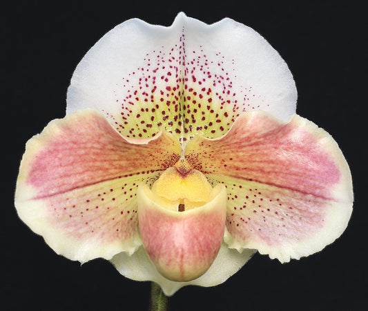 Paphiopedilum Carmen Coll 'Lover’s Moon'