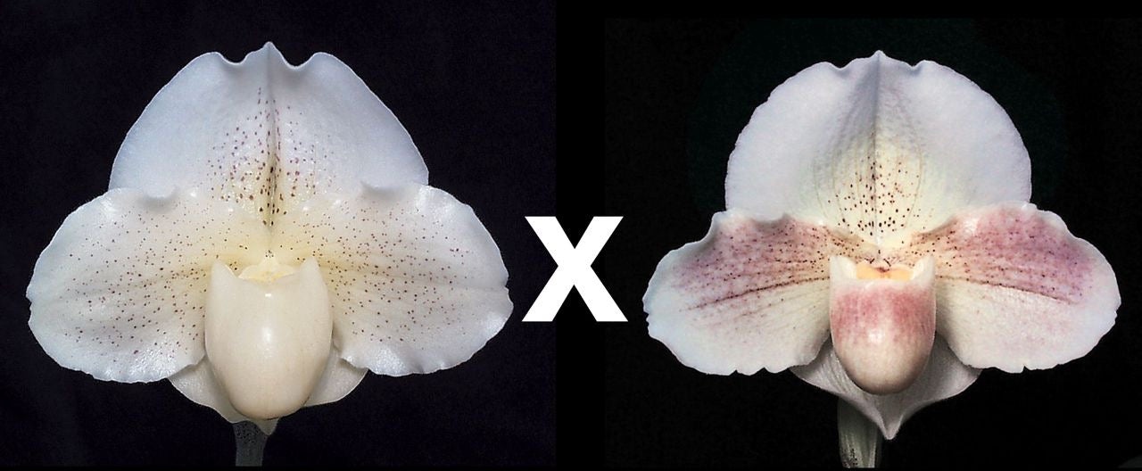 Paphiopedilum White Queen ‘Enchanted Moon’ HCC/AOS x Incan Treasure ‘Quintessence’