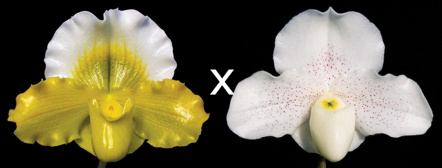 Paphiopedilum Via Vulcan Verde 'Petticoat' B/CSA x Skip Bartlett 'White Pepper' HCC/A0S