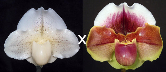 Paphiopedilum White Queen 'Enchanted Moon' HCC/AOS x Red Dominion 'Majesty'