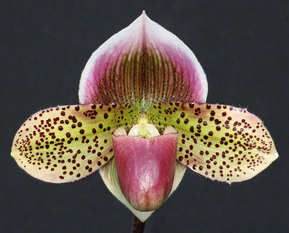 Paphiopedilum Dark Destiny ‘Oh My’ FCC/AOS