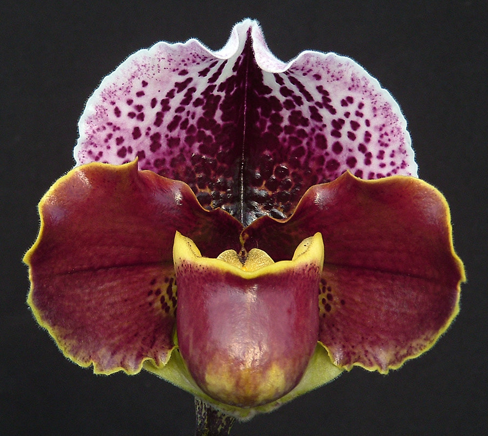 Paphiopedilum Jenna Marie 'Sparkle' AM/AOS x Pandemonium 'Shock Wave' AM/AOS